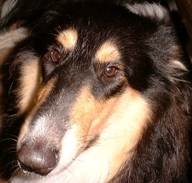 Florian155.jpg (83806 Byte)